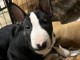 Magnifique chiot bull terrier &agrave; donner 