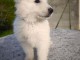 Chiot berger blanc suisse &agrave; adopter 