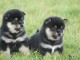 chiot type Shiba-In &agrave; donner 