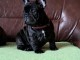 Bouledogue fran&ccedil;ais chiots