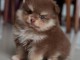 Chiot type spitz nain m&acirc;le &agrave; donner 
