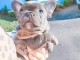 chiot bouledogue fran&ccedil;ais a donner contre bon soin 