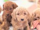 Chiot cockapoo m&acirc;le et femelle disponibles 
