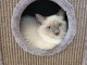 chat Ragdoll m&acirc;le disponible 