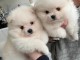 chiot type spitz nain Pom&eacute;ranie adorable 