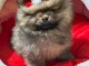 chiot spitz nain femelle &agrave; donner 