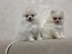 Je donne chiot spitz nain Pom&eacute;ranie 