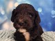 chiot type cockapoo m&acirc;le 