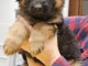 chiot berger allemand &agrave; adopter 