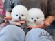 chiot Spitz pomeranian a donner