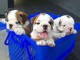 Magnifique bulldogs anglais &agrave; adopter