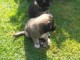 Magnifique chiots berger Caucase