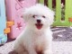 magnifiquee chiot bichon fraise s &agrave; adopter