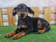 chiot type pinscher nain femelle &agrave; donner 