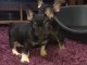 Disponibles chiots bouledogue francais