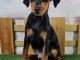 Magnifique chiot pinscher nain disponibles 