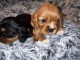 B&eacute;b&eacute; chiot cavalier king charles 