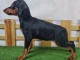 chiots pinscher nain a donner 