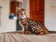&Agrave; adopter chaton Bengal disponibles 
