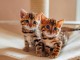 chaton Bengal &agrave; adopter 