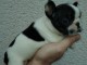 Chiots bouledogue fran&ccedil;ais a donner contre bon soin 