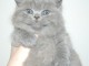 Chaton British Shorthair et Longhair &agrave; donner 