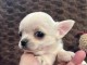 chiot chihuahua m&acirc;le &agrave; donner 