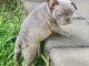  A donnez Chiot Bouledogue Fran&ccedil;ais Femelle