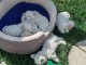 Adoption Chiot bichon maltais 