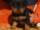 chiot rottweiler pour adoption 