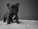 chiot bouledogue fran&ccedil;ais a donner 