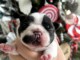 B&eacute;b&eacute; chiot bouledogue fran&ccedil;ais femelle 