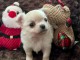 chiot chihuahua &agrave; donner 