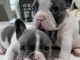 chiot bouledogue fran&ccedil;ais a donner 