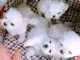 chiot bichon maltais magnifique &agrave; donner 