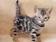 Chatons Bengal &agrave; vendre