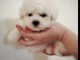 Chiots Bichon Frise &agrave; vendre