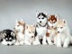 Port&eacute;e chiot husky sib&eacute;rien &agrave; donner 