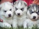 chiot type husky sib&eacute;rien aux yeux bleus 