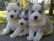 3 chiot husky sib&eacute;rien aux yeux bleus &agrave; donner 