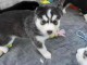 chiot type husky sib&eacute;rien m&acirc;le &agrave; donner 