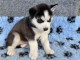 chiot husky pr&ecirc;t &agrave; adopter 
