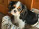 adorable chiot cavalier king charles m&acirc;le &agrave; donner 
