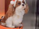 Chiots cavalier king charles &agrave; adopter urgent 