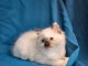 chaton ragdoll m&acirc;le pour adoption 
