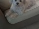 chiot bichon maltais m&acirc;le disponible 