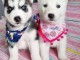 chiot type husky sib&eacute;rien aux yeux bleus disponibles 