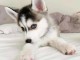 Je donne chiot husky sib&eacute;rien 