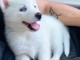 Magnifique chiots husky sib&eacute;rien aux yeux bleus 