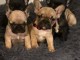 Magnifique chiots bouledogue fran&ccedil;ais a donner 